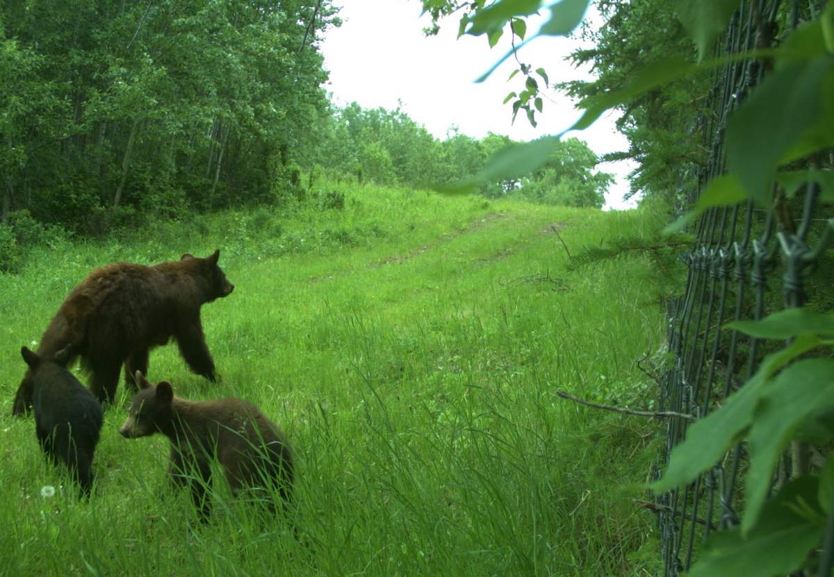 Black bears seen in Elk Island.