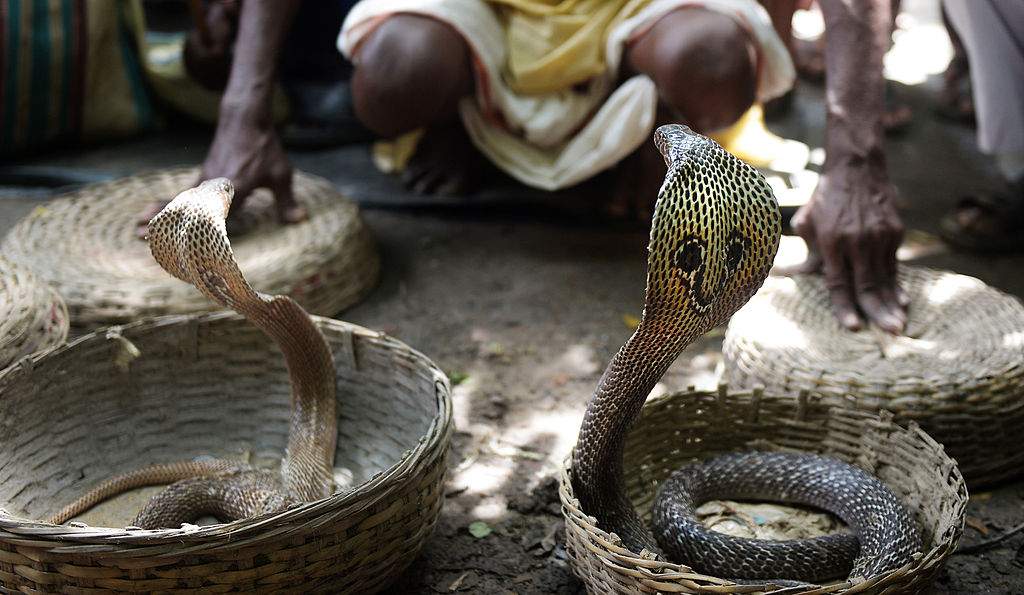 FILE: A snake charmer performs with cobras - at a snake fair at Purba Bishnupur village, around 85 kms north of Kolkata on August 17, 2013.
