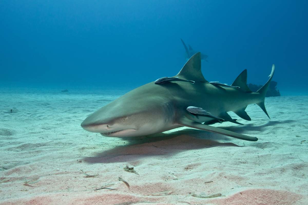 Lemon Shark, Negaprion brevirostris, Carcharhinidae, Bahamas, The Caribbean