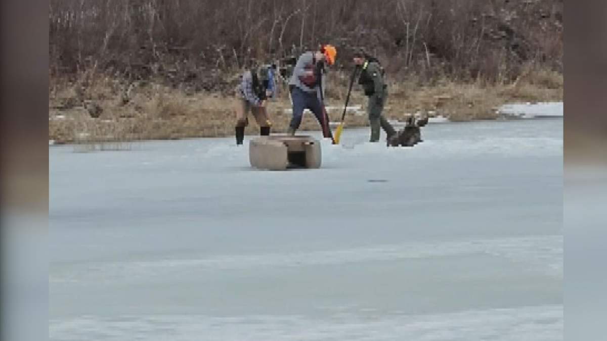 Popp estimates the moose was in the water for about four and a half hours.
