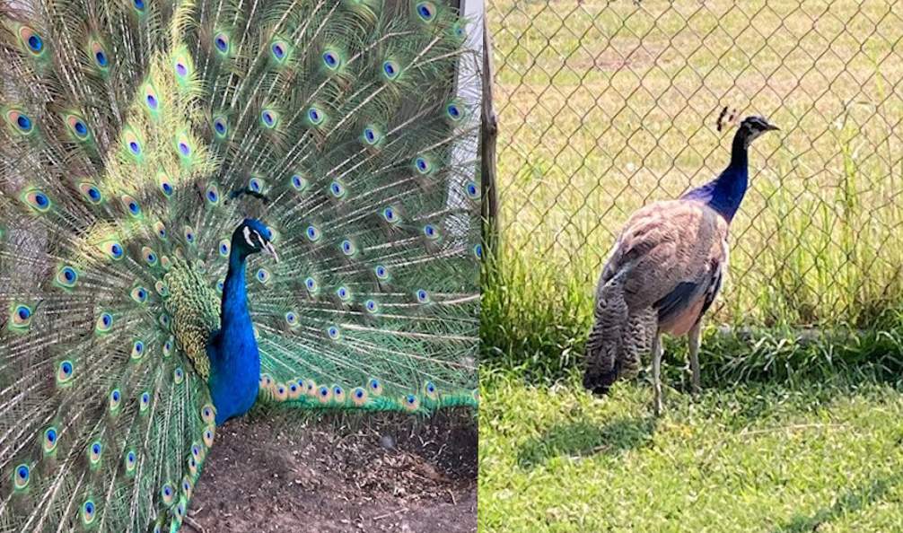 The peahen, named Pete and Hilda, went missing on Sunday when the truck they were in was stolen in Stony Plain, Alta.