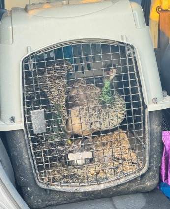 The two peahen, named Pete and Hilda, were found, still in their crate, along Highway 16 near the hamlet of Duffield, Alta.
