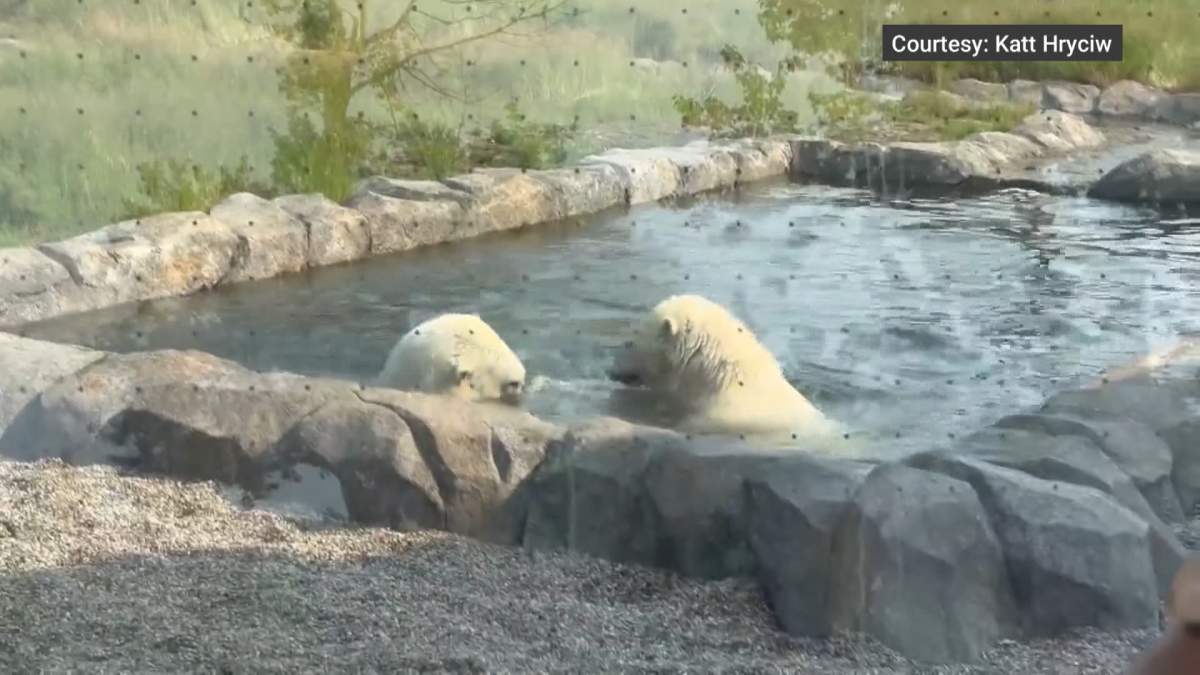 This is one of the last photos of 7-year-old year "Baffin" and "Siku" at the Calgary Zoo before "Baffin" drowned in 2024.