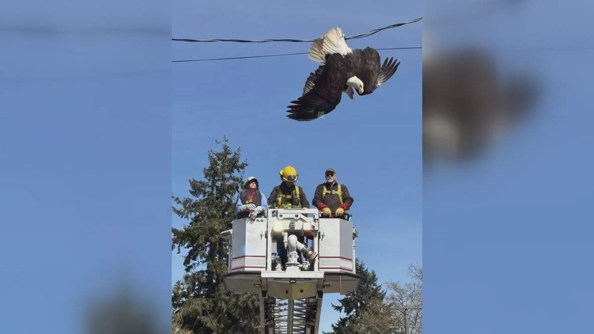 Two bald eagles are seen tangled in a power line after getting into a fight in this undated photo. Wildlife Rehabilitation Society says both eagles were rescued. THE CANADIAN PRESS/Handout — Orphaned Wildlife Rehabilitation Society (Mandatory Credit).