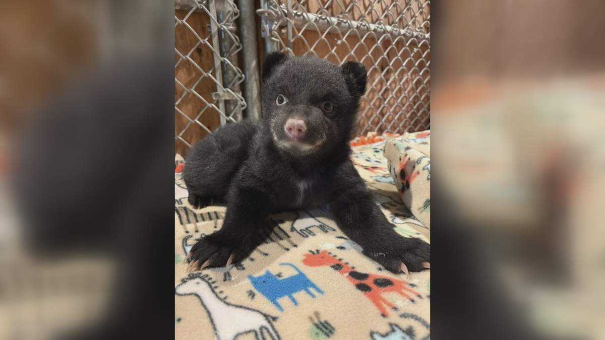 North Island Wildlife Recovery Centre, a not-for-profit organization that cares for the well-being of wildlife on Vancouver Island, B.C., says it has admitted two young orphaned black bear cubs. 