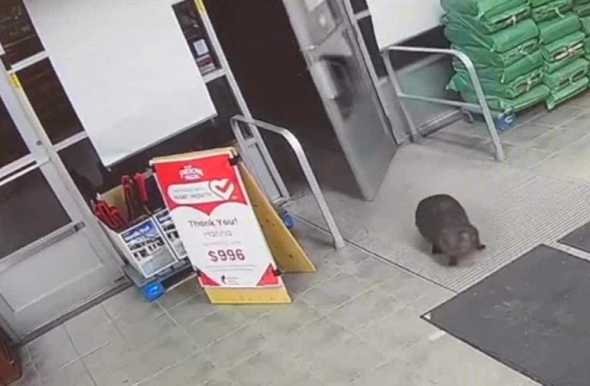 A photo taken from CCTV footage shows the disoriented beaver shortly after he entered the store.