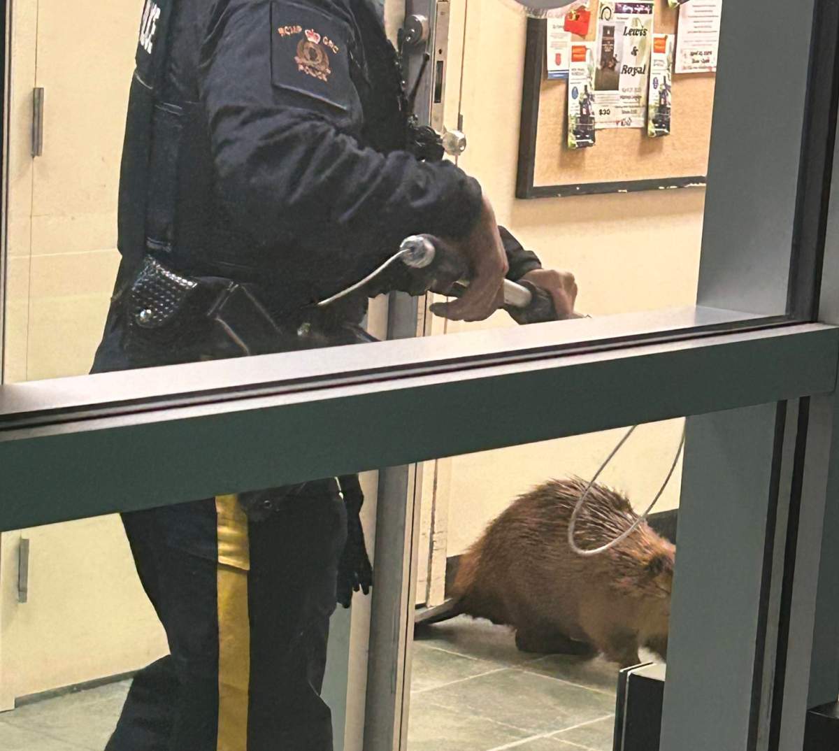 The RCMP said the officers who responded were eventually able to convince the beaver to leave the store without taking him into custody.