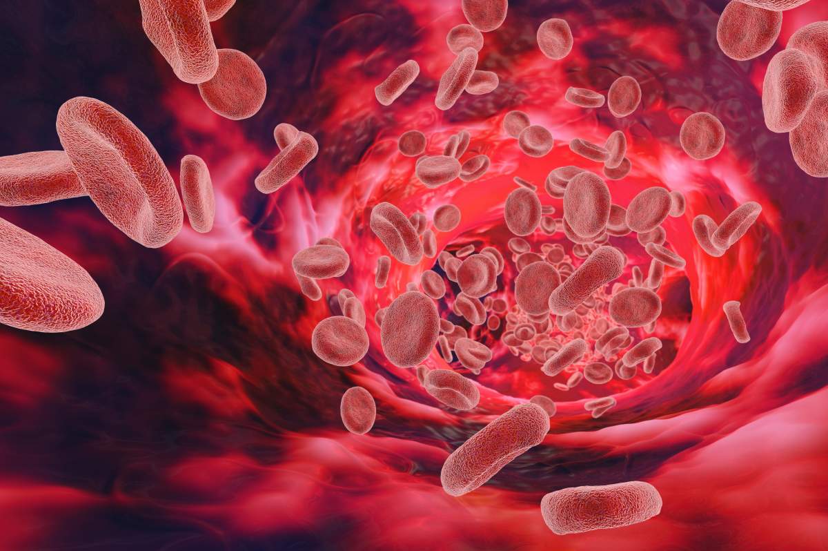 Red blood cells travel through a vessel or vein in this medical illustration of the biology of a human.