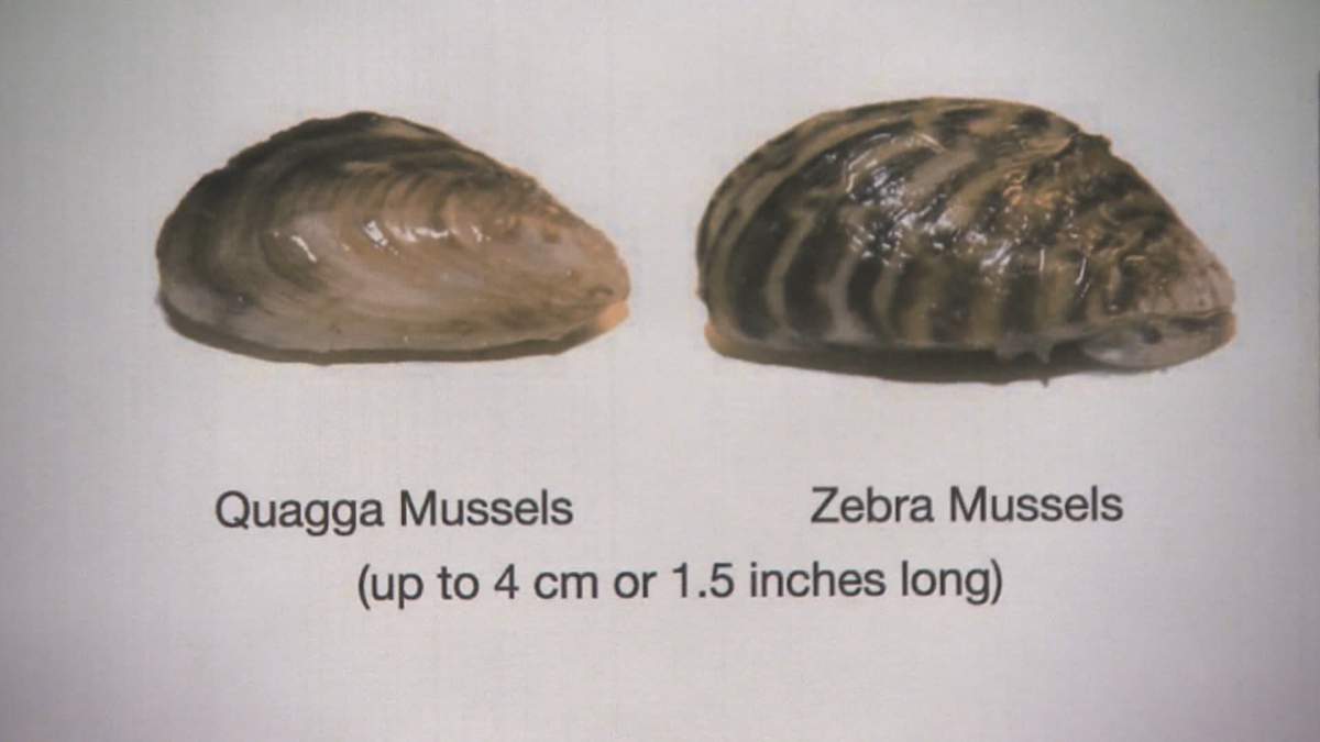 Once established, the invasive mussels are almost impossible to eradicate and can cause millions of dollars in damage.