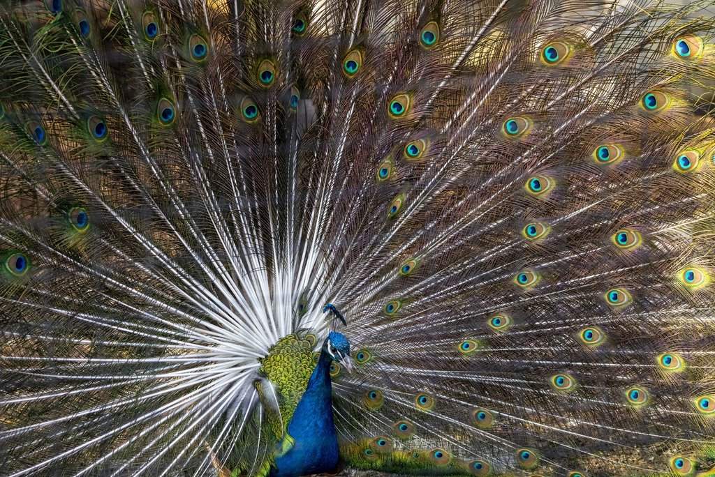 RCMP are looking for two peacocks that were crated in a white 2005 Ford F350 Crew Cab that was stolen in Stony Plain Alberta.