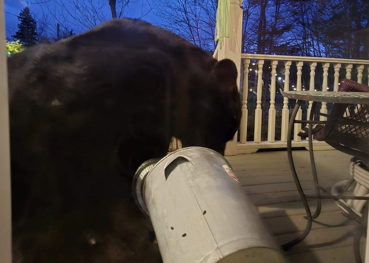 Limpy the bear is well known to residents in the Hammonds Plains area of Halifax.