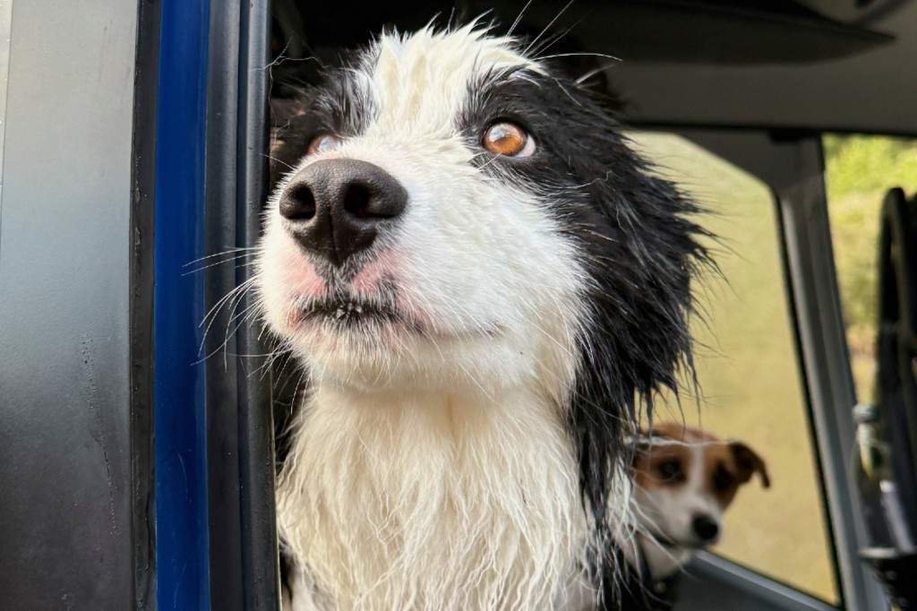In this photo released by Precision Helicopters Ltd, Molly peers out of the door of a helicopter after her rescue from a waterfall on the Arahura River on the West Coast of the South Island of New Zealand, Tuesday, March 31, 2026.