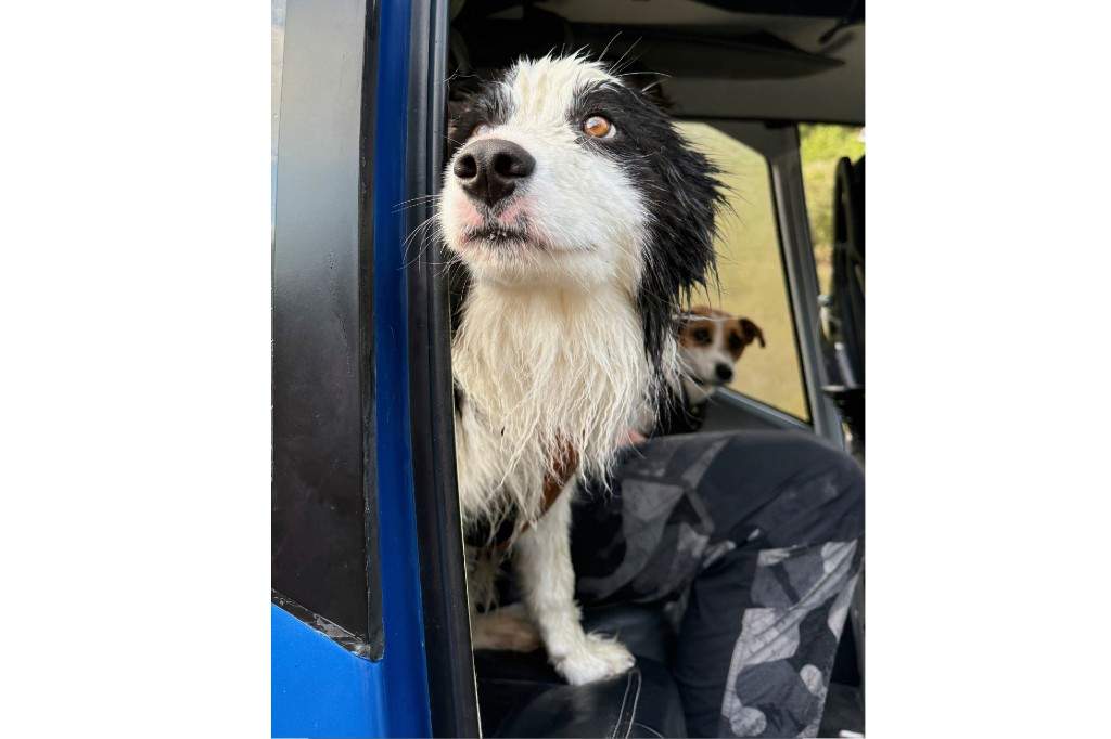 In this photo released by Precision Helicopters Ltd, Molly peers out of the door of a helicopter after her rescue from a waterfall on the Arahura River on the West Coast of the South Island of New Zealand, Tuesday, March 31, 2026.