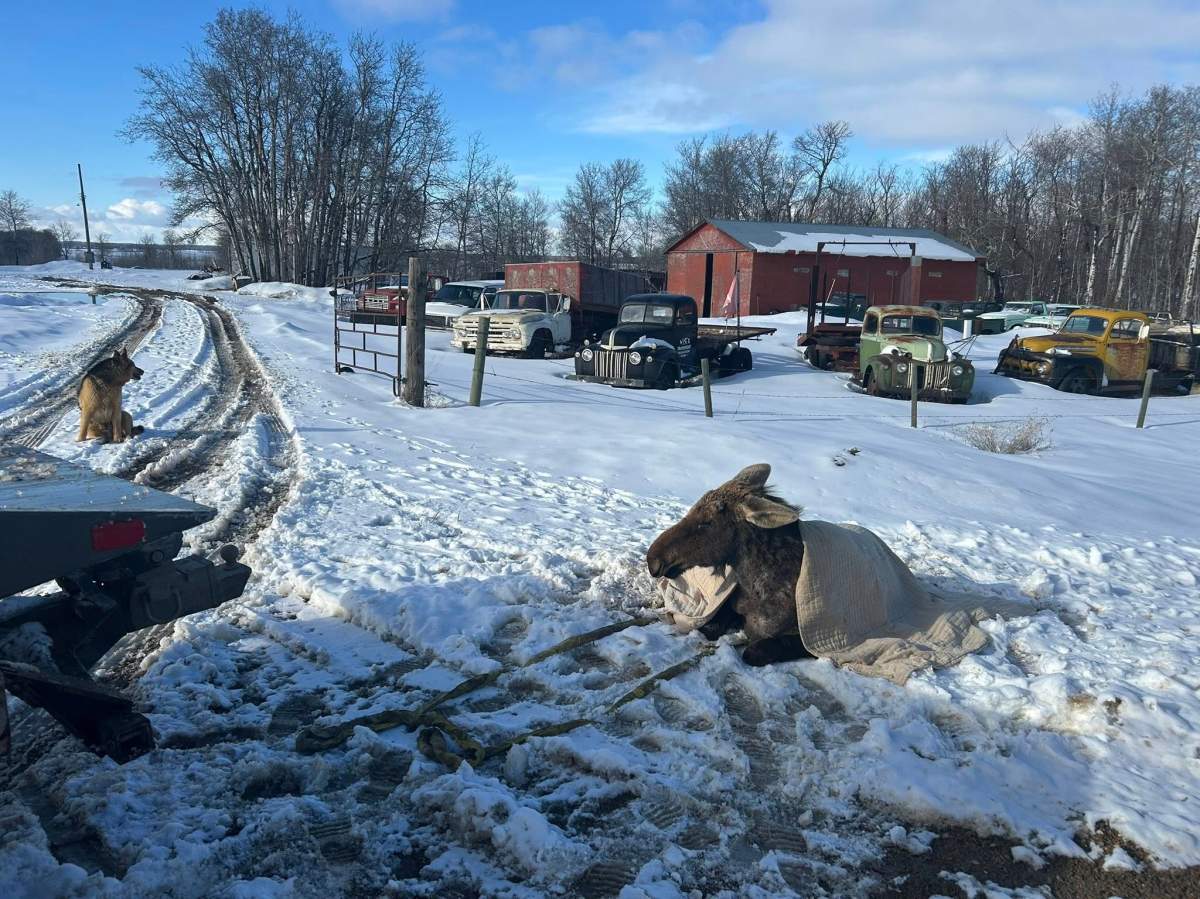Clint Gottinger, who saved and named Rebel the moose, said his dogs were fine with the new addition, adding one laid outside with Rebel while it recovered.