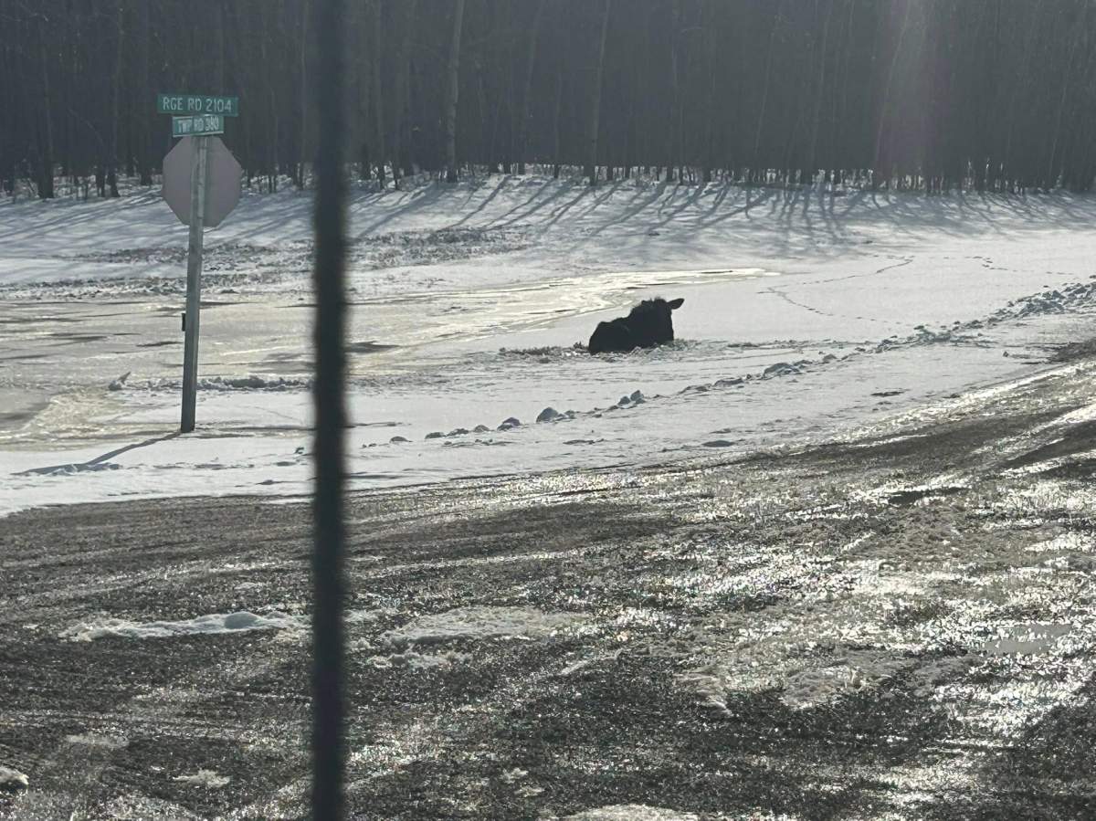 Pulling the moose out of the frozen water was like saving a Kia, the tow truck operator told Global News.