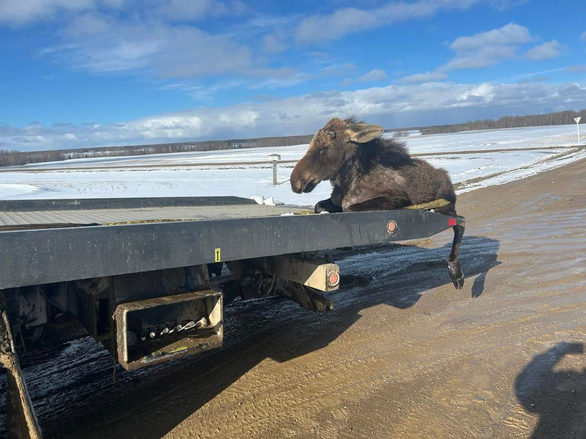 Rebel the moose was towed from the spot where it was saved to Gottinger's driveway, where it recovered before returning to the wild.