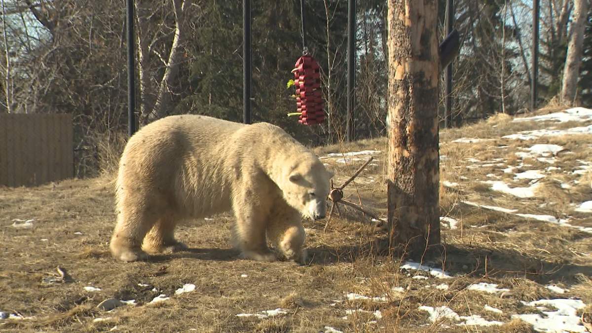 Twenty-year-old polar bear, Yelle, is now out of quarantine and being allowed to explore his new home after arriving at the Calgary Zoo last month.