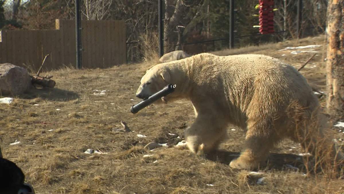 The arrival of Yelle, seen exploring his new home at the Calgary Zoo, comes two years after another bear, Baffin, drowned in a pool at the zoo's polar bear exhibit.