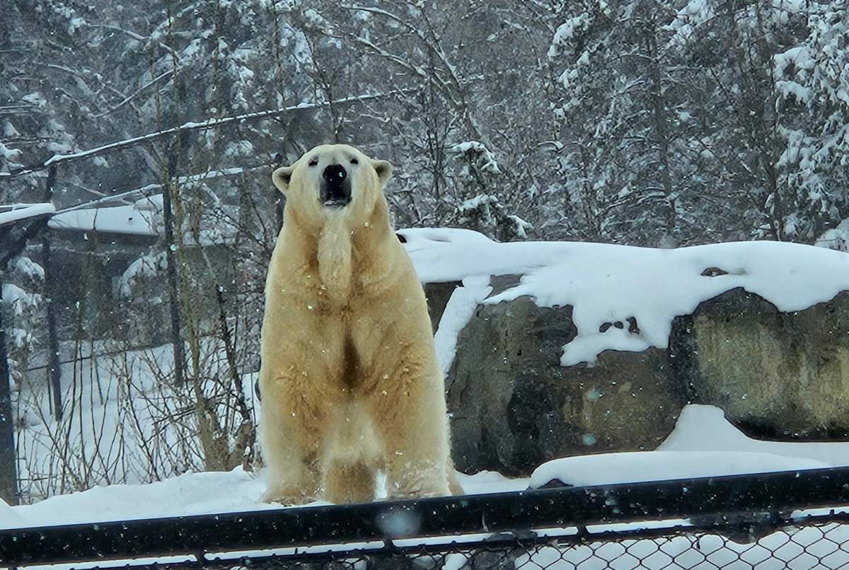 The Calgary Zoo says "Yelle" will be gradually introducted to the Zoo's other bear "Siku."