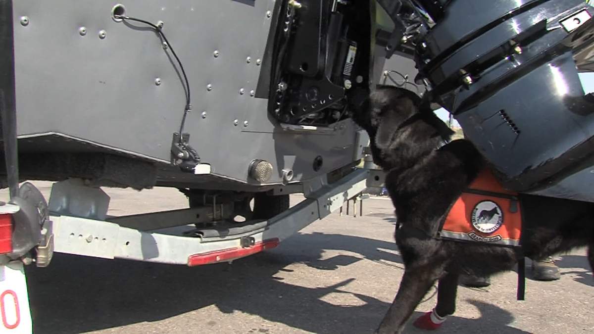 The two new K-9 invasive species inspection teams are currently completing an extensive training camp in the United States.
