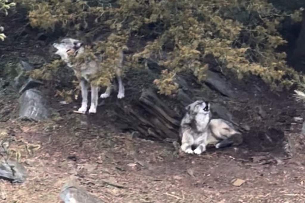 This image taken from an undated video provided by ZooAmerica shows two wolves inside an enclosure at ZooAmerica at Hersheypark, in Hershey, Pa.