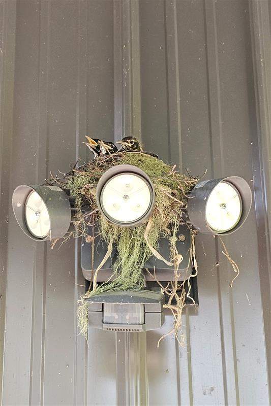 A robin nesting at Russ and Pat Popp’s home after they returned from the wildfire evacuation.