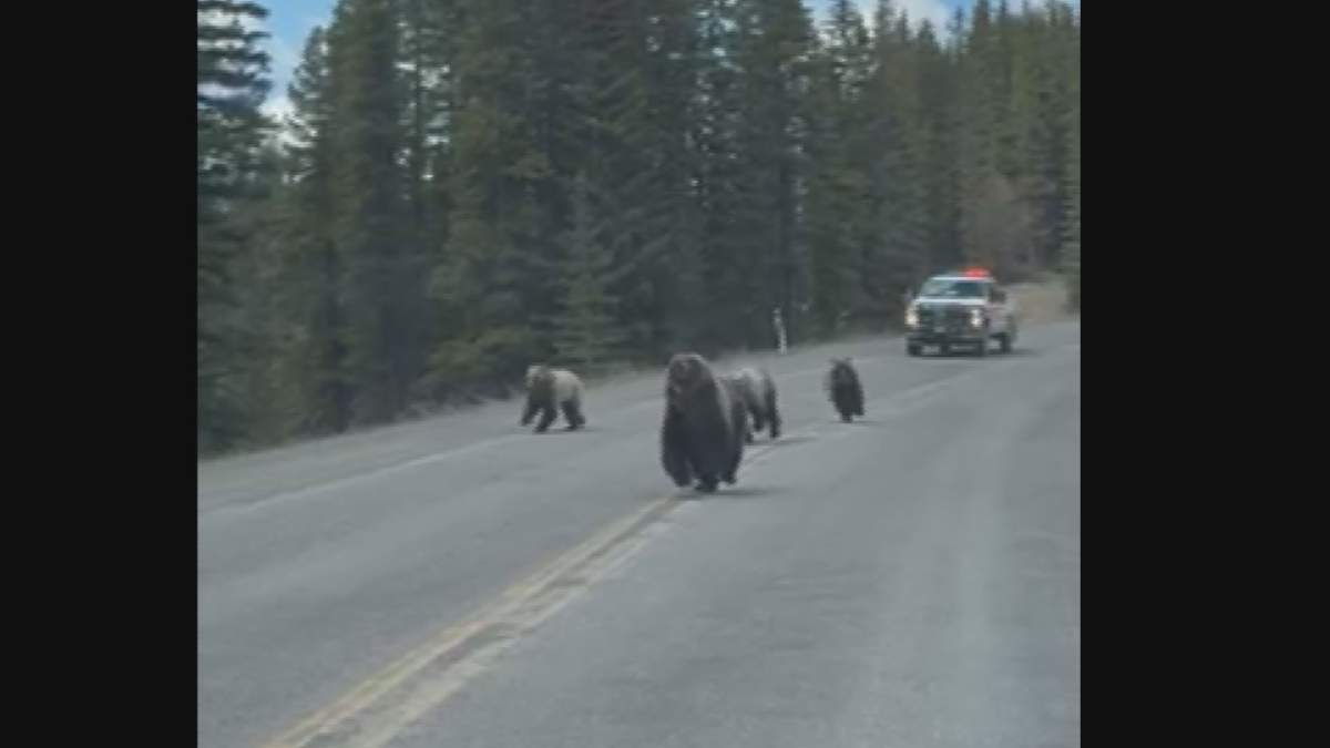 Alberta's Department of Forestry and Parks says it is very familiar with the family of bears that the Calgarians encountered.