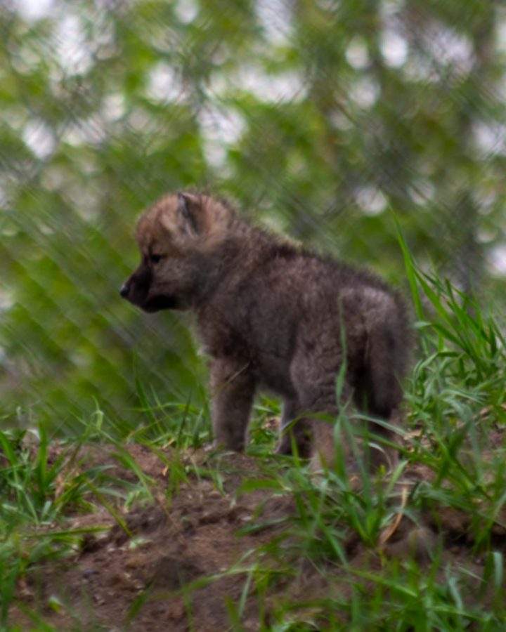 An Arctic wolf pup born in the spring of 2026 at the Edmonton Valley Zoo.