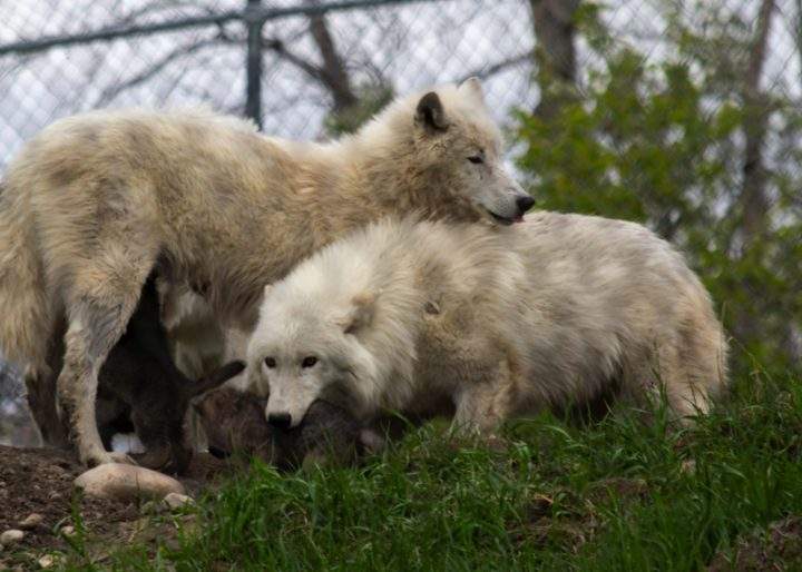 Arctic wolves Aspen and Tundra with their new pups at the Edmonton Valley Zoo.