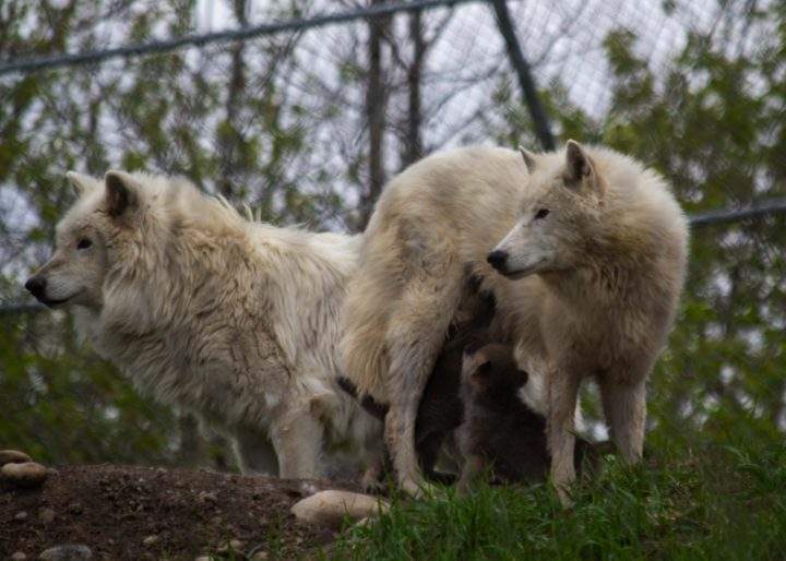 Arctic wolves Aspen and Tundra with their new pups at the Edmonton Valley Zoo.