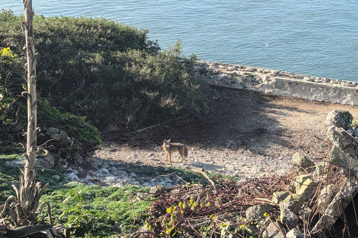 In this photo provided by Rebecca Husson, a male coyote is seen on Alcatraz Island, Jan. 24, 2026.
