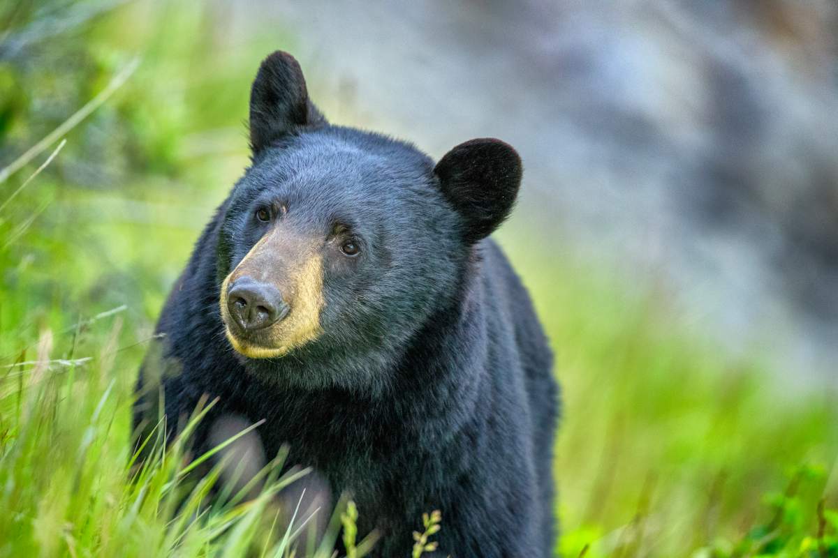 A bear in Saskatchewan attacked, and killed, a 25-year-old man late last week.