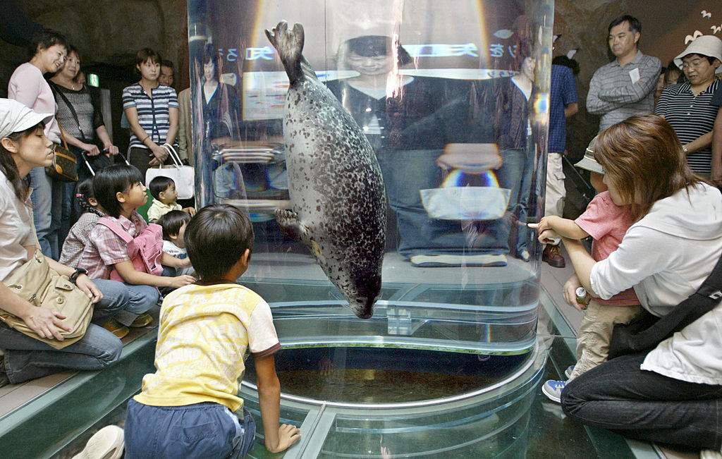 FILE: ASAHIKAWA, JAPAN:  People watch a phoca seal swims inside a water tank at Asahiyama Zoo in Asahikawa, northern Japan, 06 September 2004.    