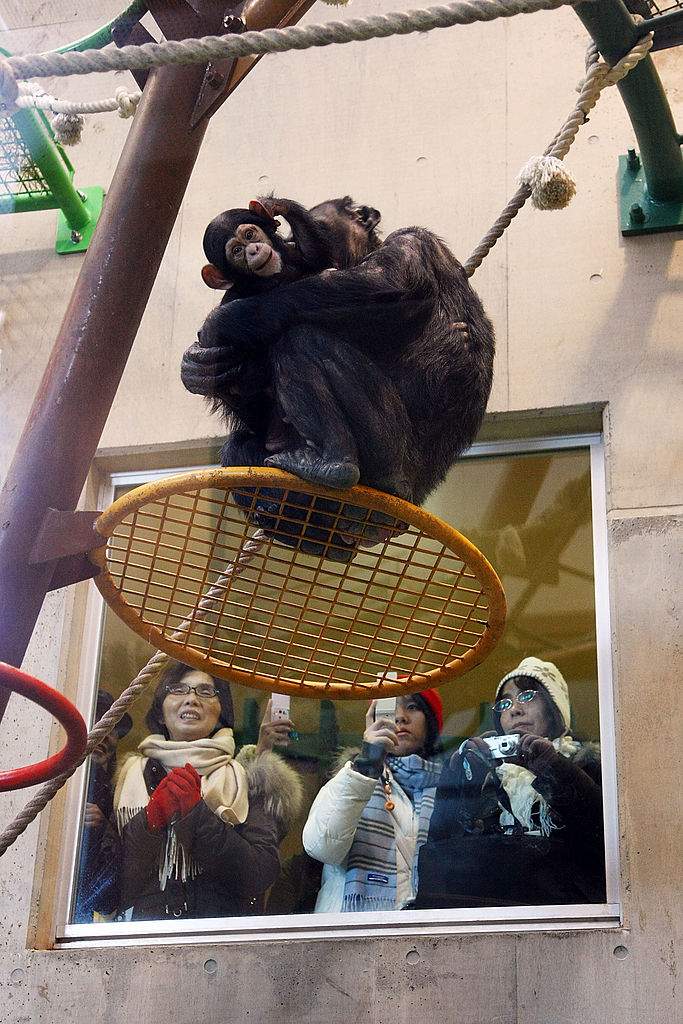 FILE: ASAHIKAWA, JAPAN - FEBRUARY 02: Visitors watch monkies at Asahiyama Zoo on February 2, 2009 in Asahikawa, Japan. Asahiyama Zoo became popular in Japan after the zoo has started displaying animals closer to visitors.