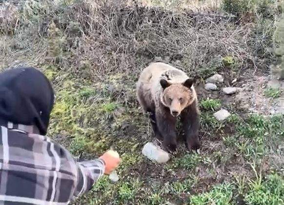 The Conservation Officer Service is looking for two men allegedly hand-feeding a grizzly bear in the Smithers area.