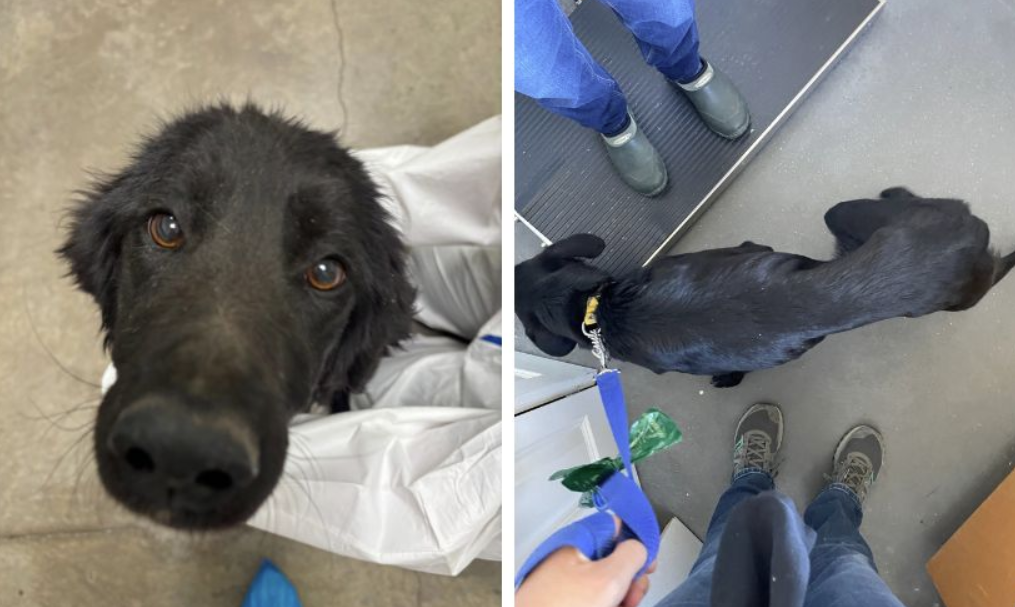 One of the seven dogs rescued from the Shuswap region.