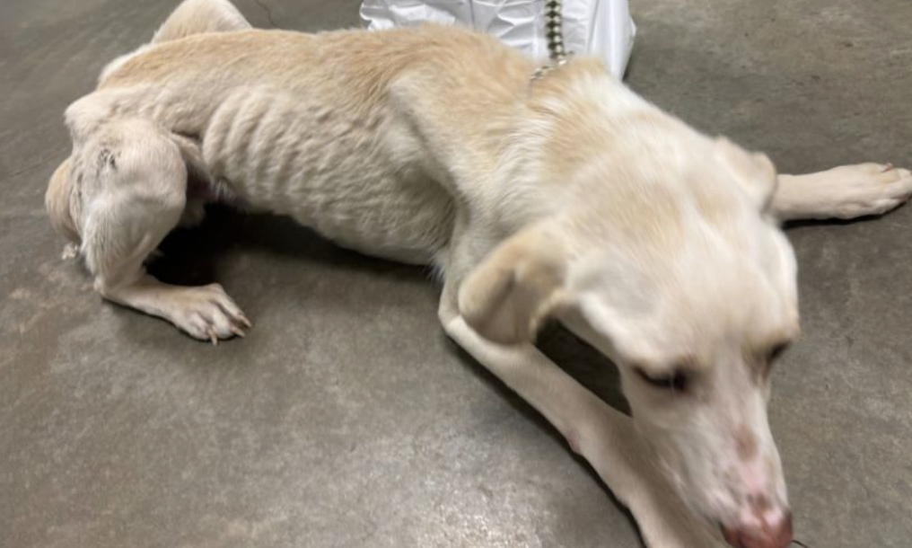 One of the dogs rescued from the Shuswap region.