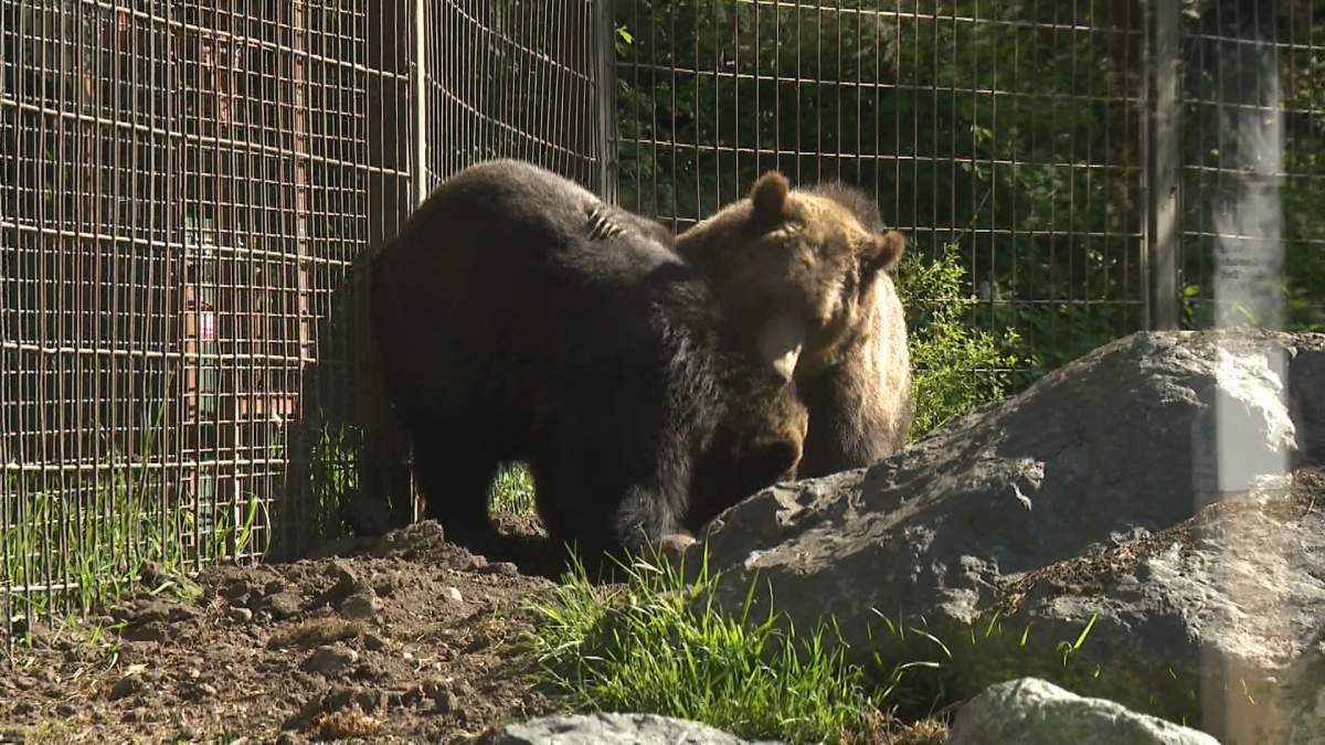 Two of the Calgary Zoo's newest residents, Turner and Fritz, who are grizzly bear brothers, made their public debut this week.