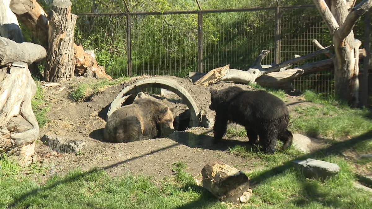 The two grizzlies made their public debut this week after spending the winter "behind the scenes" at the zoo, doing "baby bear" things and getting used to their new home.