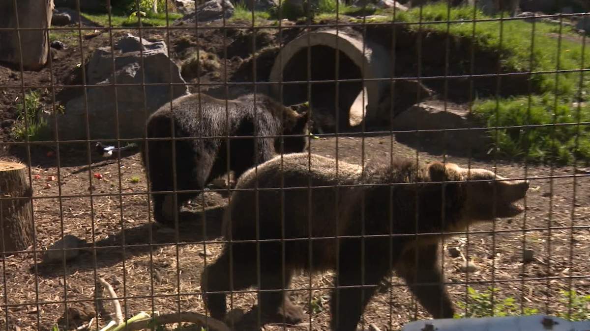 Turner has a darker, almost black, coat while his brother Fitz has a lighter coat that is tinged with silver.