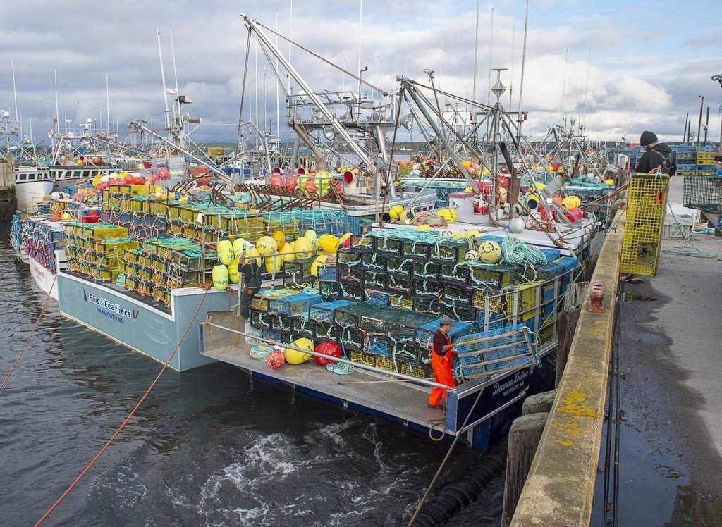 The federal government has issued a request for proposals from partners committed to cleaning up lost, abandoned and discarded fishing gear. Fishermen load their traps in Lower West Pubnico, N.S., on Saturday, Nov. 28, 2020. THE CANADIAN PRESS/Andrew Vaughan.