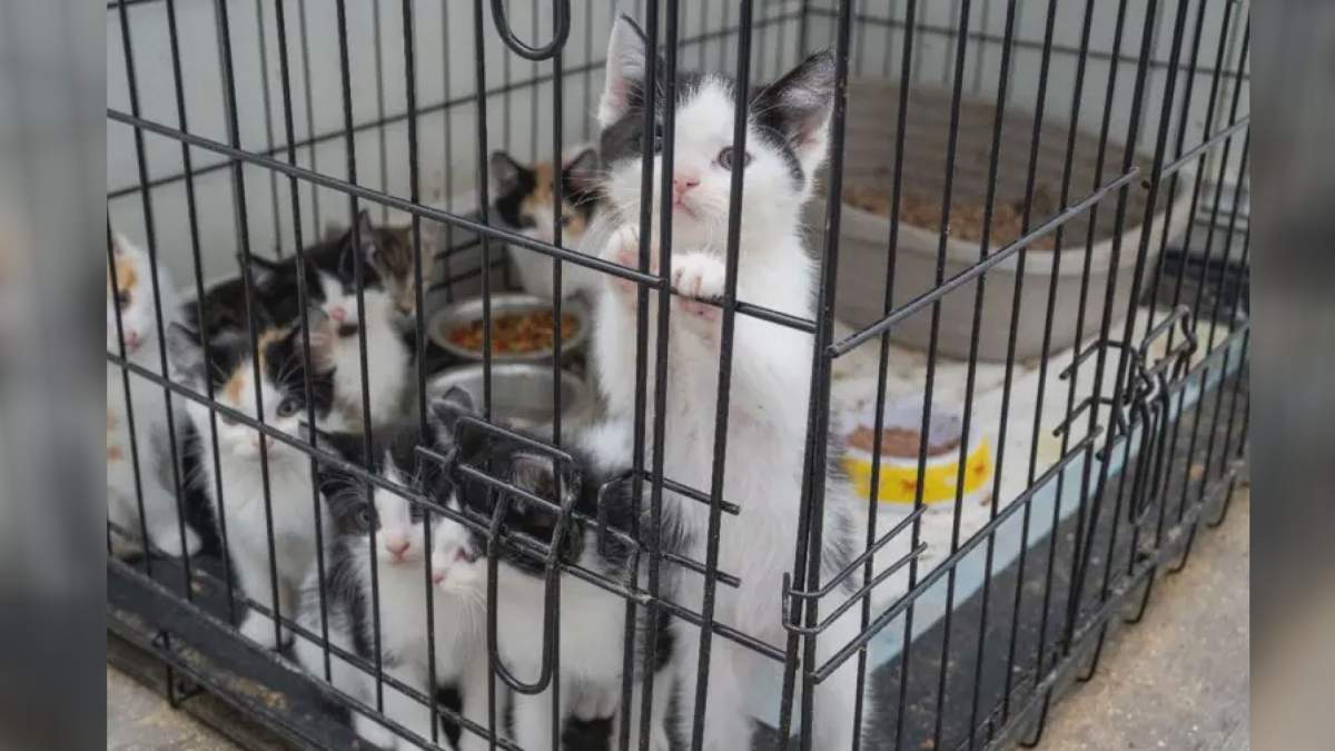 Several kittens are pictured in a photo provided by Peel Regional Police. Dozens of kittens and eight adult cats were rescued as part of an investigation into animal cruelty.