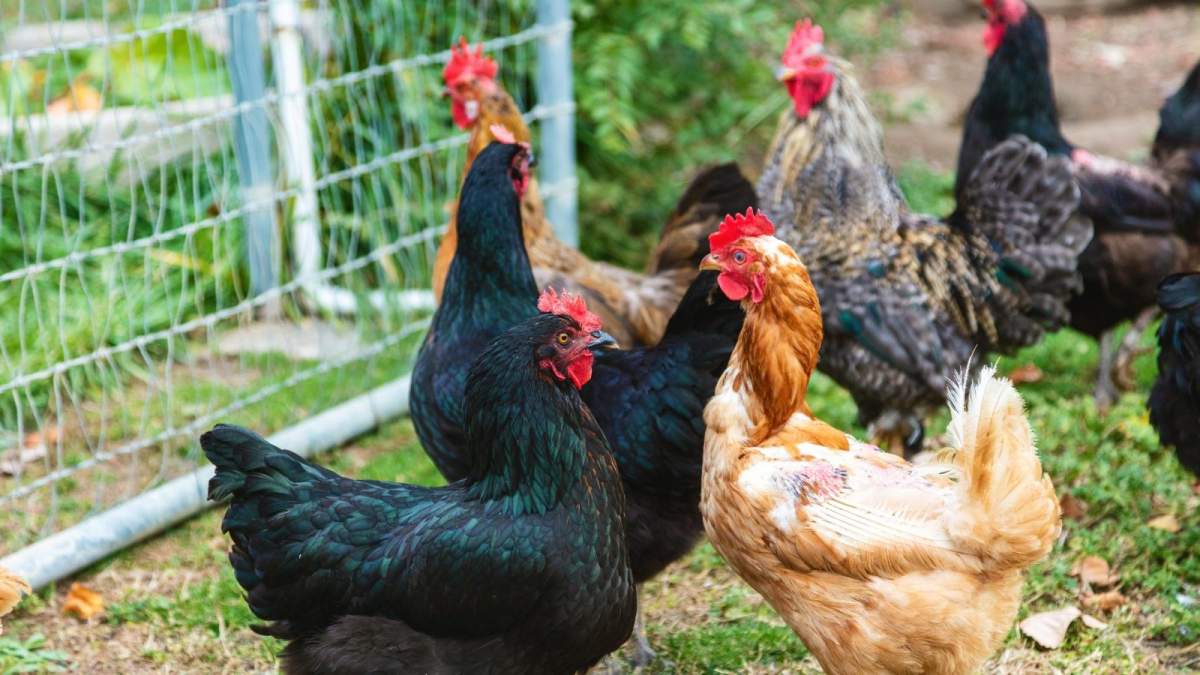 chicken fraud