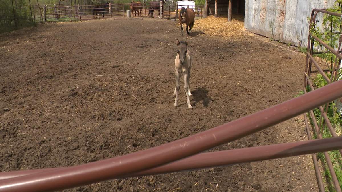 An Ojibwe spirit horse colt, just days old, running around at Sagehill Stables