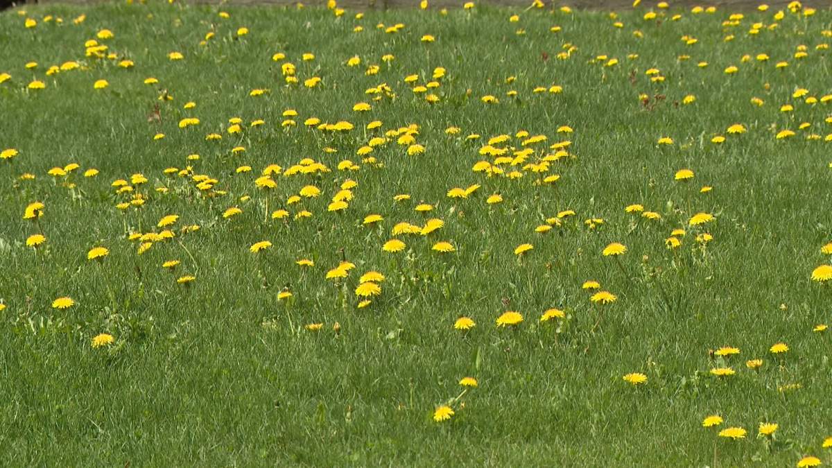 A field of dandelions, a favourite food for bears at this time of year, in close proximity to the Heart Creek Trail where a bear warning was issued on Monday.