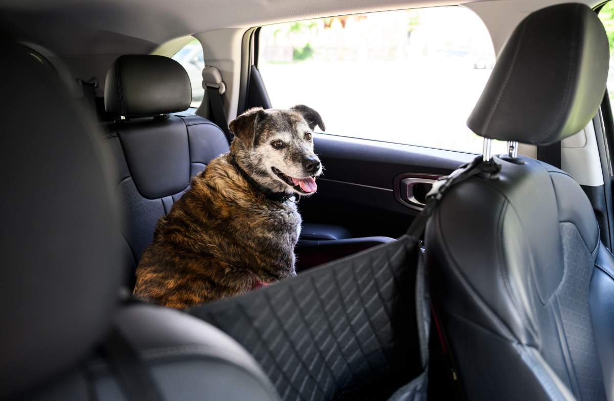 dog in car