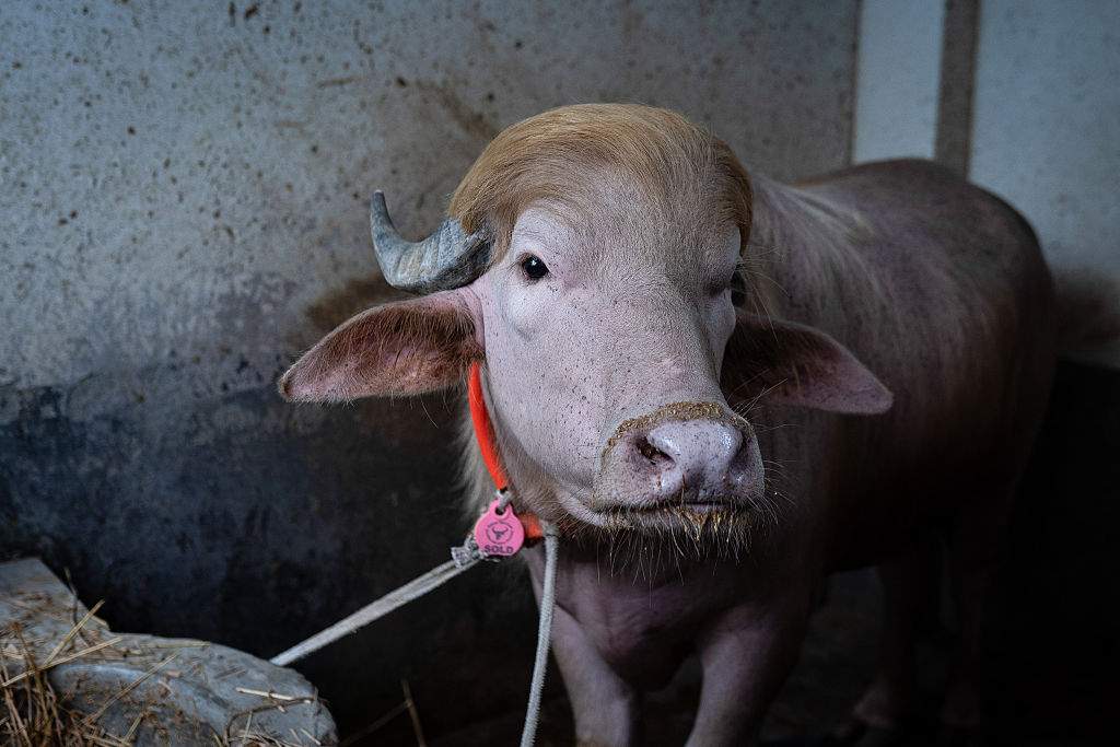 A buffalo with a hairstyle resembling that of U.S. President Donald Trump at a cattle market ahead of Eid al-Adha. The animal drew attention from visitors and traders for its distinctive blond hair, which locals say resembles the hairstyle of the current U.S. president.