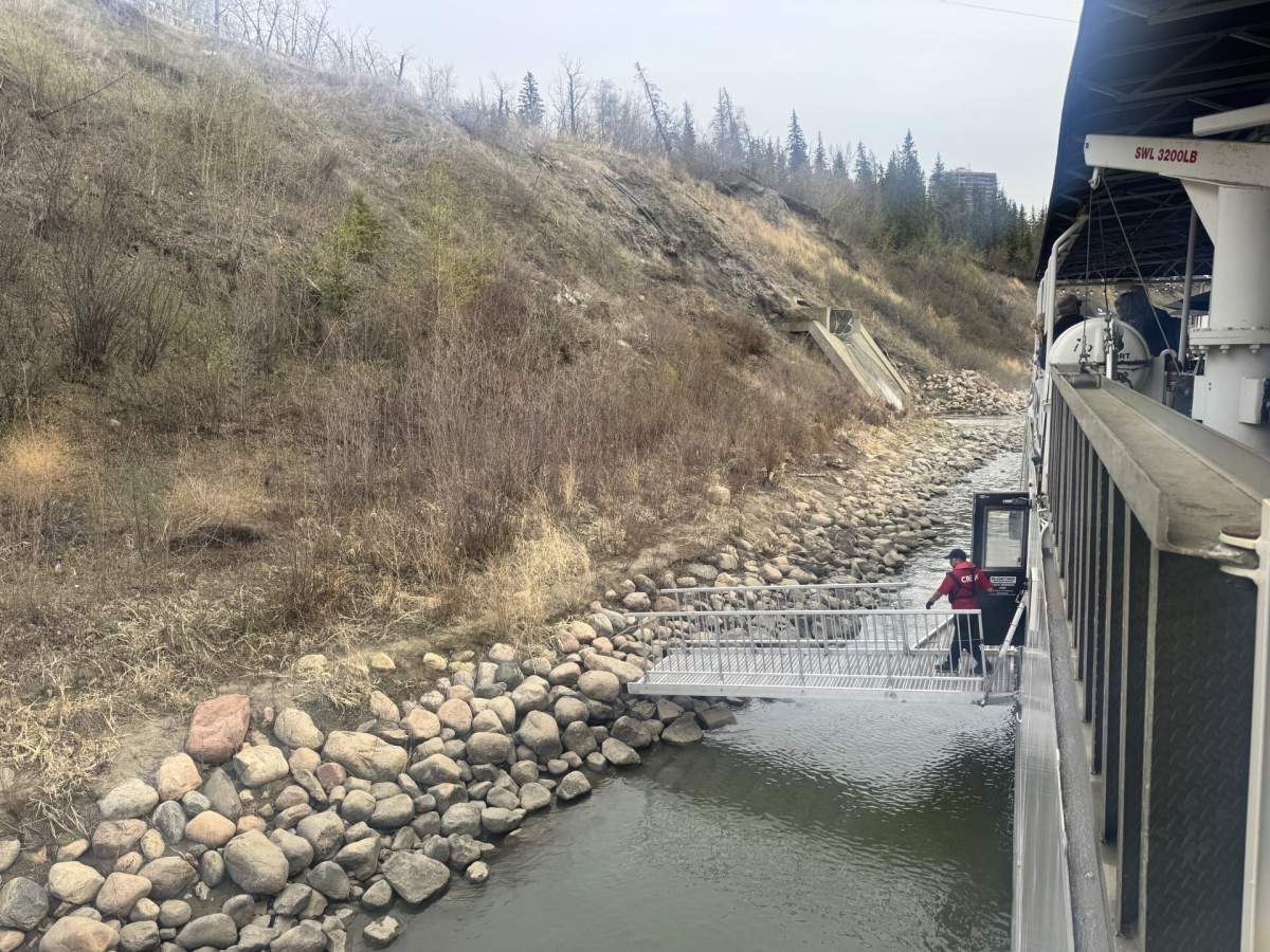 A bridge is extended to the shore of the North Saskatchewan River after the Edmonton Queen riverboat got stuck during a Mother’s Day cruise on May 10, 2026.