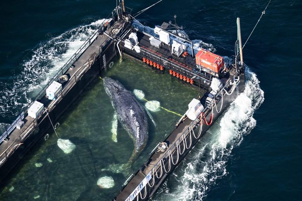 The humpback whale recovered from a shallow bay off Wismar is being transported towards the North Sea in a flooded cargo ship just before the Danish border in Fehmarn, Germany, Wednesday, April 29, 2026.