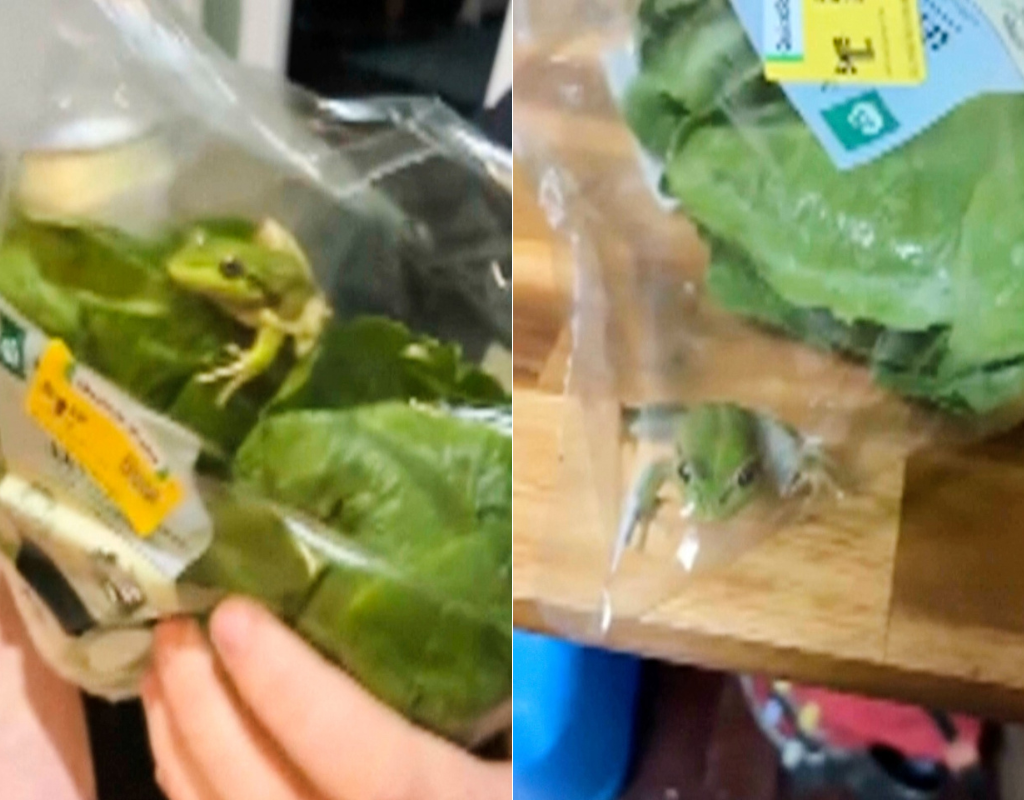In these photos taken from video provided by Laura Jones, Billy Le Pine, Rhys Smoker and Lilli Ashby, a frog sits inside a salad bag in Esperance, Australia, on May 16, 2026.